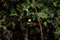 Symphoricarpos mollis