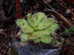 Drosera whittakeri