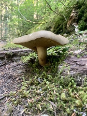 Caloboletus conifericola