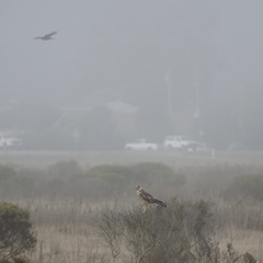 Buteo lineatus elegans