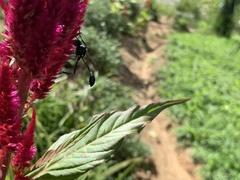 Eremnophila aureonotata
