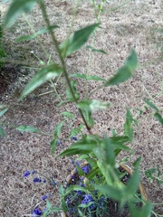Epilobium parviflorum