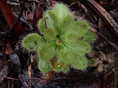 Drosera whittakeri