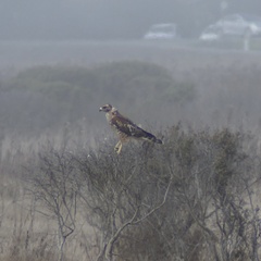 Buteo lineatus elegans