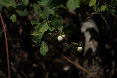 Symphoricarpos mollis