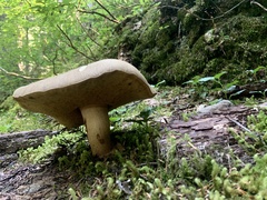 Caloboletus conifericola
