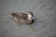 Anas superciliosa