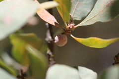 Burnettweldia washingtonensis