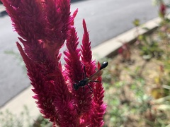 Eremnophila aureonotata