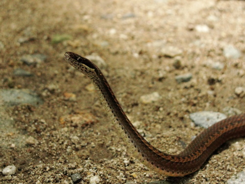 Subspecies Coniophanes fissidens punctigularis · iNaturalist