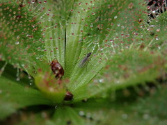 Drosera whittakeri