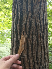 Tilia americana