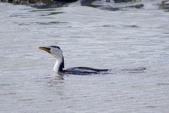 Microcarbo melanoleucos