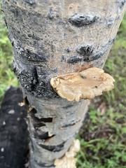 Pleurotus populinus