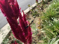 Eremnophila aureonotata