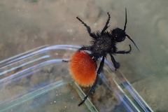 Dasymutilla magnifica