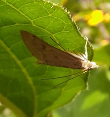 Achyra rantalis