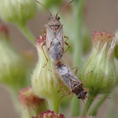 Nysius senecionis