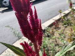 Eremnophila aureonotata