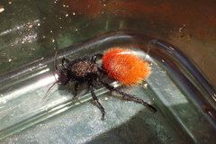 Dasymutilla magnifica