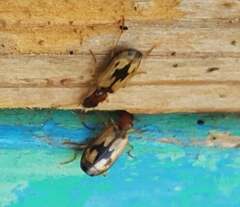 Cymindis andreae