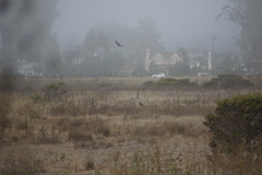Buteo lineatus elegans