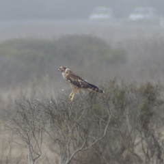 Buteo lineatus elegans