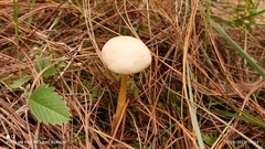 Amanita xylinivolva