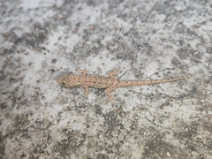 Hemidactylus bowringii