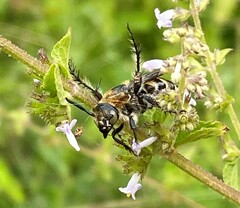 Dielis plumipes