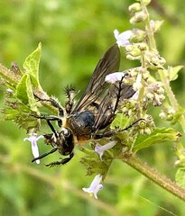 Dielis plumipes