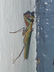 Schizomantodea