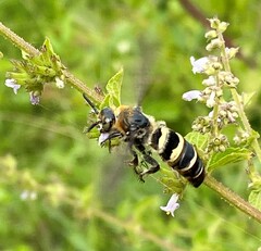 Dielis plumipes