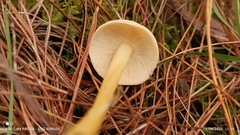 Amanita xylinivolva