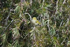 Ptilotula penicillata