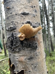 Pleurotus populinus