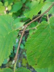 Corylus