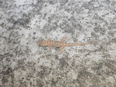 Hemidactylus bowringii