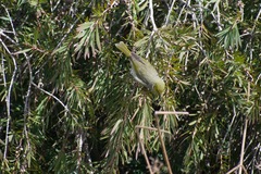 Ptilotula penicillata