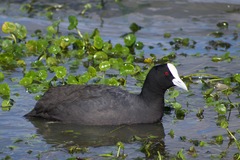 Fulica atra australis