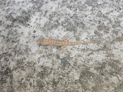 Hemidactylus bowringii