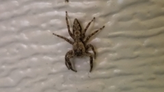 Platycryptus undatus