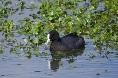 Fulica atra australis