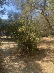 Prunus ilicifolia ilicifolia