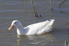 Anas platyrhynchos domesticus