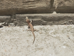 Hemidactylus bowringii