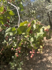Prunus ilicifolia ilicifolia