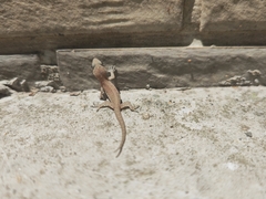 Hemidactylus bowringii