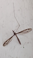 Tipula furca