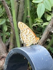 Argynnis hyperbius